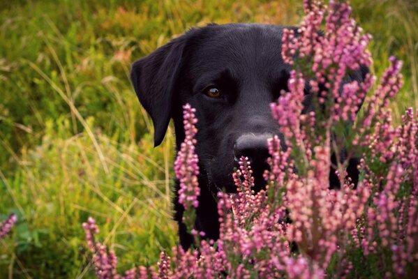 Schwarzer Labrador in Blumen auf dem Feld. Kraft und Kraft