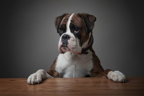 The business dog is sitting at the table