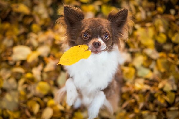 Chihuahua trzyma jesienny liść