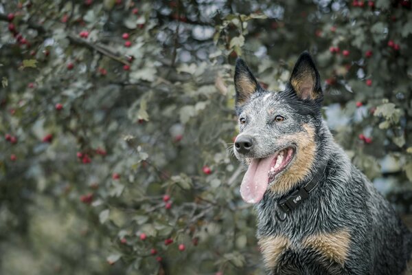 A wet dog stands next to a rowan tree