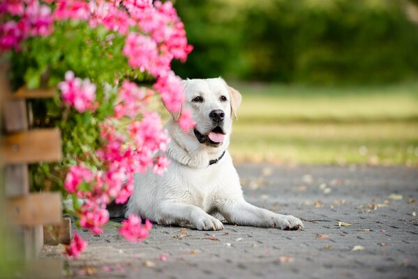 Schönes Porträt eines Labradors in Blumen