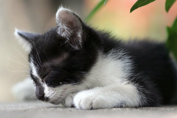 Маленький черно-белый котенок засыпает