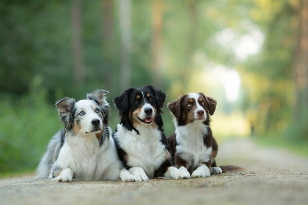 Three comrades. Australian shepherds pose for a photo