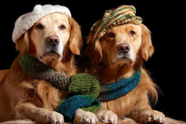 Deux Golden retrievers en bérets tricotés, une écharpe pour deux