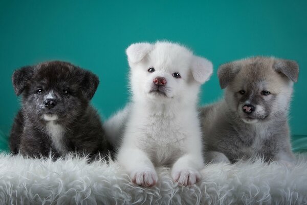 Small puppies that look like cubs