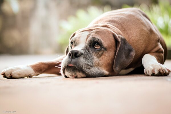 Sguardo triste del cane domestico