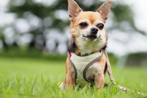 Petit chien aime marcher