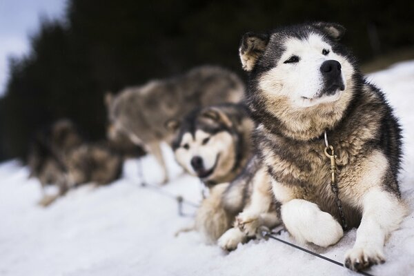 Stado Husky na zimowym spacerze