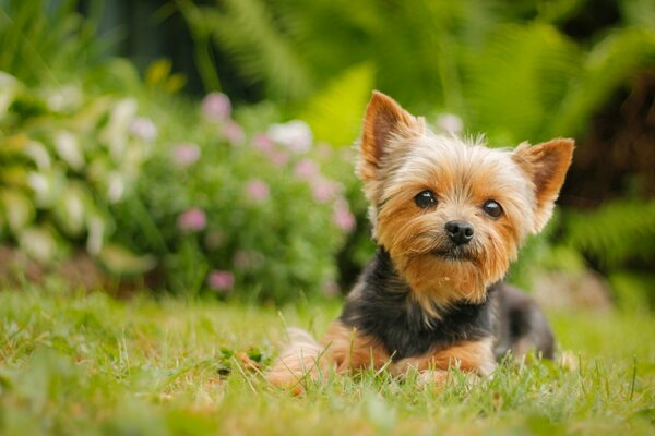 Petit chien sur l herbe