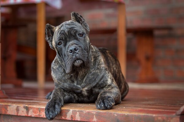 Le chien Cane Corso se trouve sur une terrasse