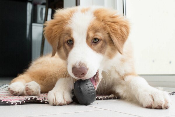 Der Hund ist liegend und spielt mit dem Ball