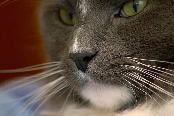 Der Blick einer schnurrbärtigen gestreiften Katze