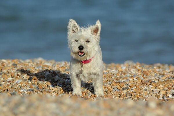 White dog on a pebble beach