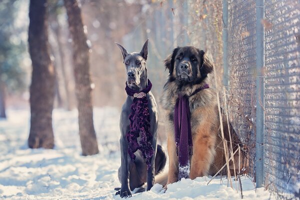 Due cani sulla neve bianca