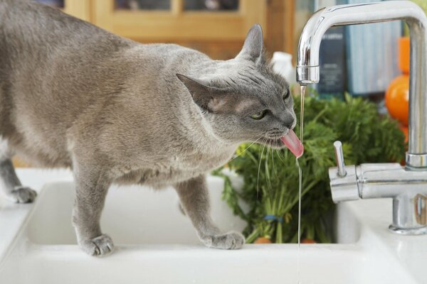 Die Katze trinkt Wasser aus dem Wasserhahn