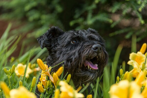 Black dog in yellow daffodils
