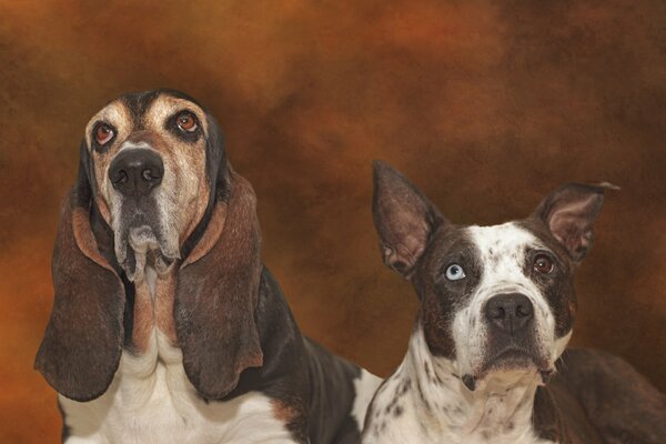 Los perros tienen una mirada triste pero ojos hermosos