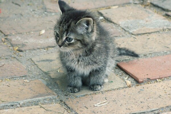 Gatito gris peludo sentado en un ladrillo