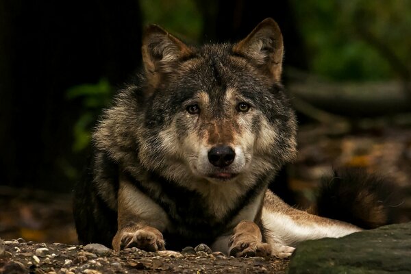 Der graue Wolf schaut klagend zu