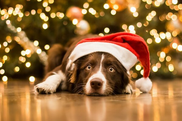 A dog in a Santa hat