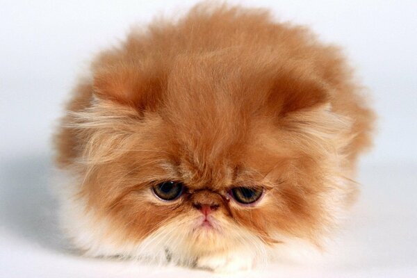 Little red kitten Persian