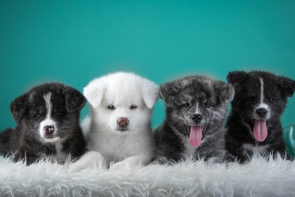 Une excellente équipe de chiots japonais