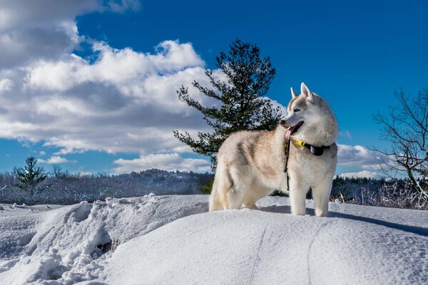 Winter Natur, Huskies im Schnee