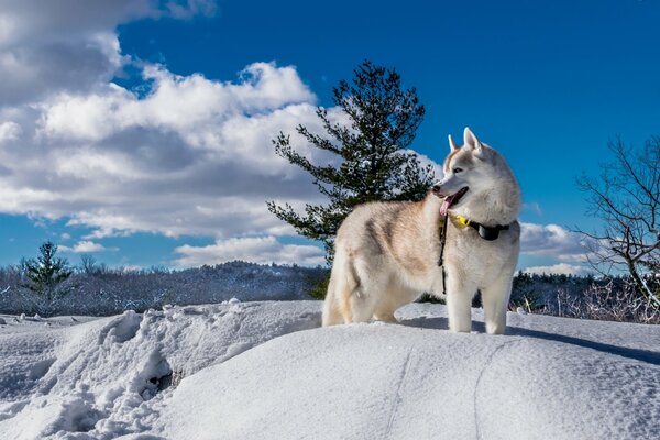 Nature d hiver, Husky dans la neige