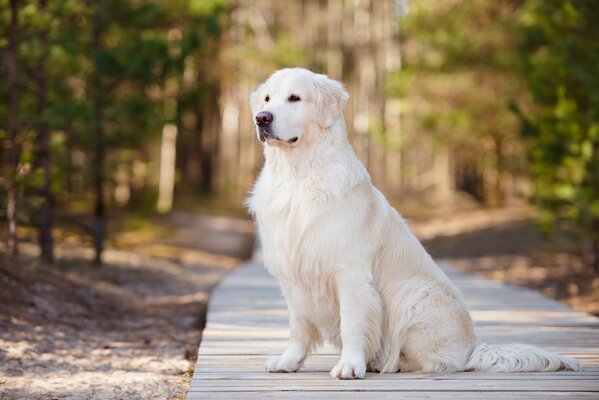 Hermoso perro de color beige