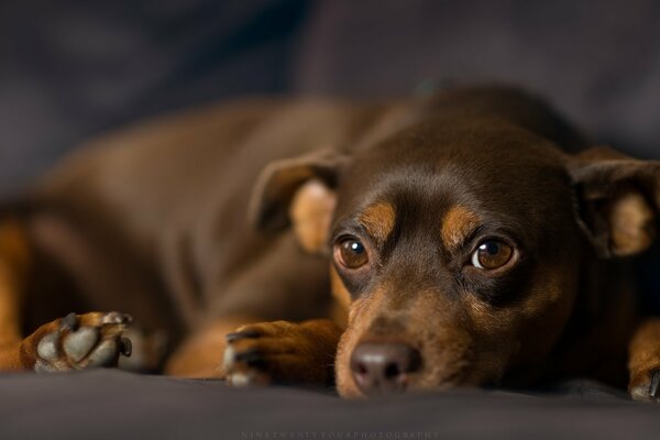 Pinscher de chocolate. Mirada triste