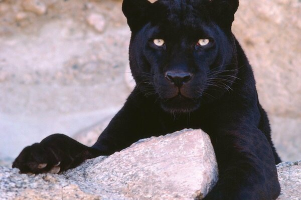 Schwarze Panther Katze im Schnee