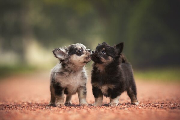 Dos lindos cachorros en un paseo de verano