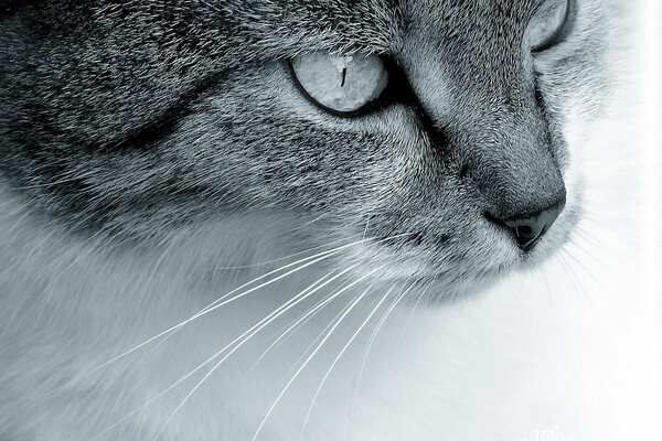 L aspetto intelligente del gatto grigio