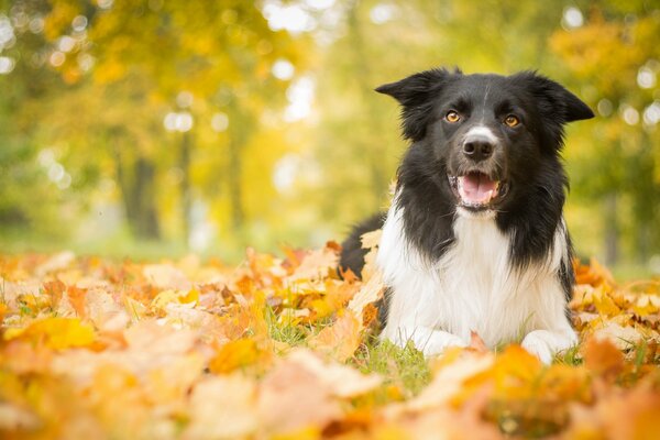 Hojas en otoño y perro