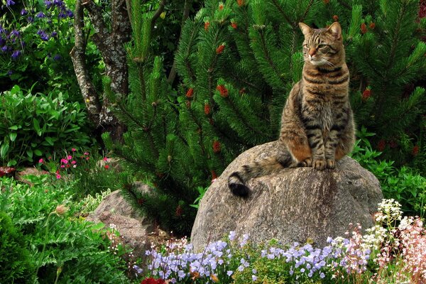The cat is sitting on a rock in the garden