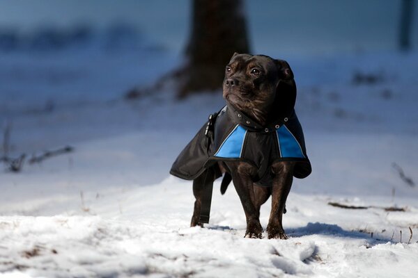 Invierno fondos perro en la nieve