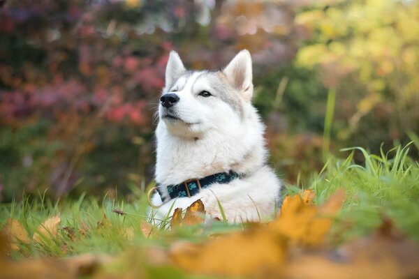 Husky in the autumn forest