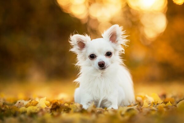 Weißer Chihuahua auf Herbstlaub Hintergrund