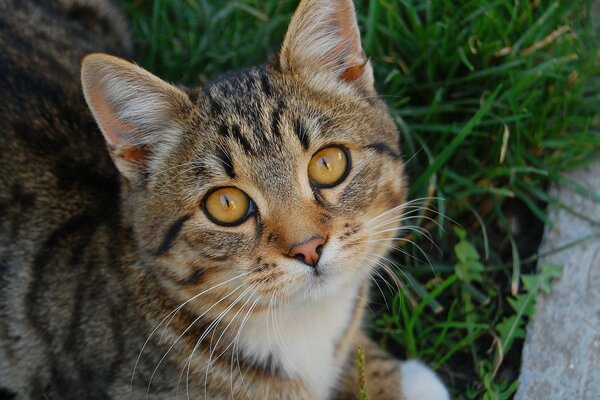 Joli regard de chatte sur l herbe