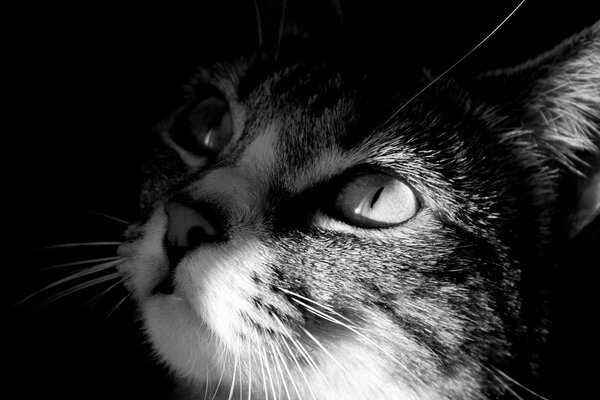 Foto en blanco y negro de un gato mirando hacia arriba