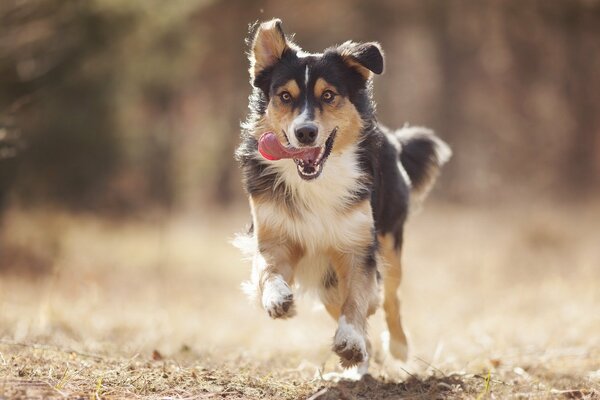 Der Hund läuft zu seinem Besitzer