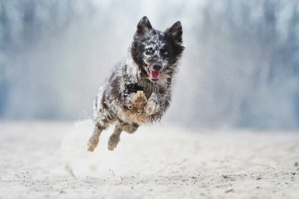 A colorful dog during a jump in the winter forest