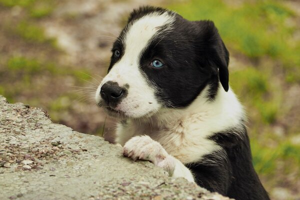 Chiot blanc noir avec des yeux bleus