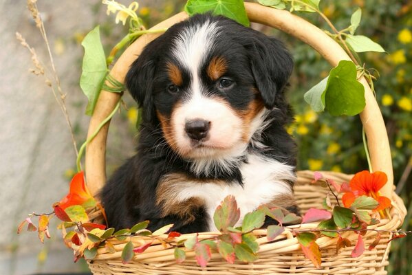 A puppy in a basket with leaves. beautiful Bernese shepherd