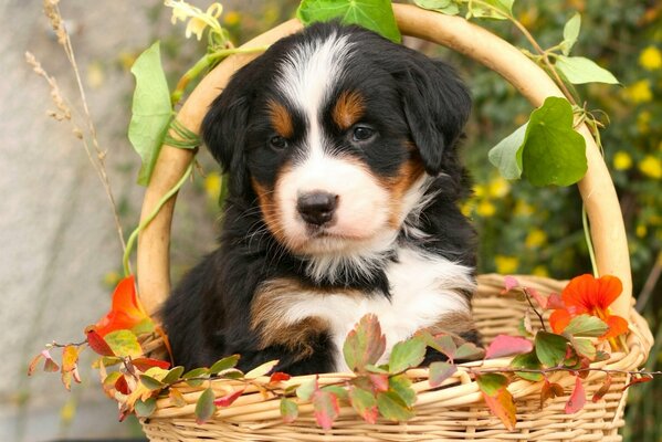 Cachorro en una cesta de hojas. hermoso perro pastor de Berna