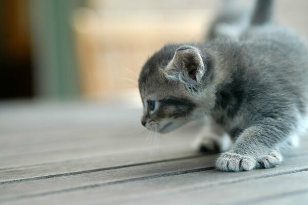 Un tout petit chaton gris explore une nouvelle maison