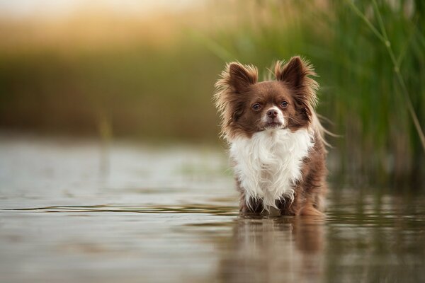 Piccolo cane peloso con uno sguardo saggio nel lago