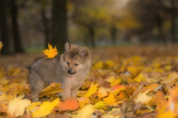 Foglie d autunno frusciano sotto i piedi mentre si cammina