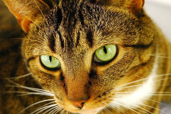 A red-haired cat with green eyes