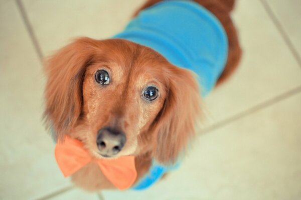 Chien dans les vêtements fidèle ami bon regard